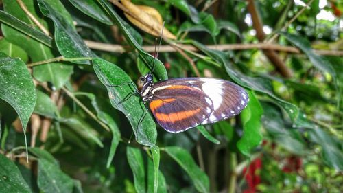 Close-up of butterfly on leaf