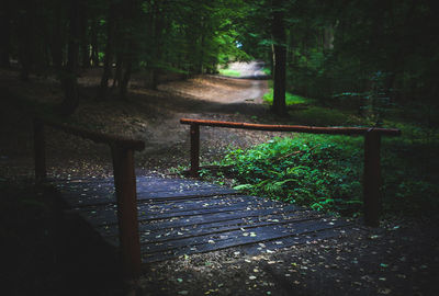 Close-up of trees in forest