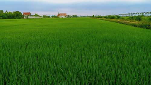 Scenic view of agricultural field against sky