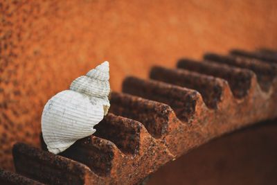 Close-up of seashell on rusty metal