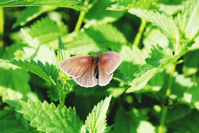 Close-up of butterfly pollinating on leaf