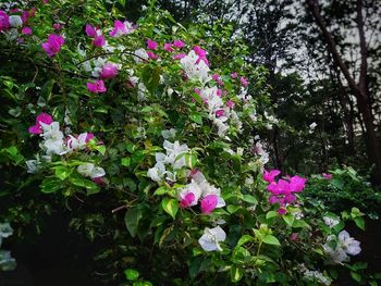 Purple flowers blooming outdoors