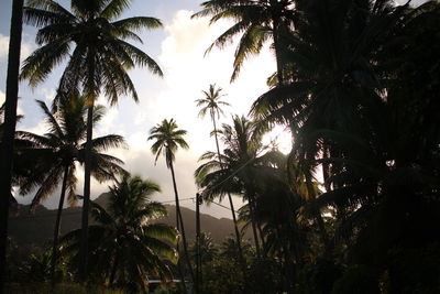 Low angle view of palm trees against sky