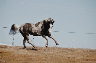 View of a horse on field