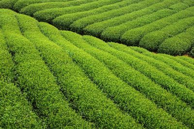 Full frame shot of green landscape