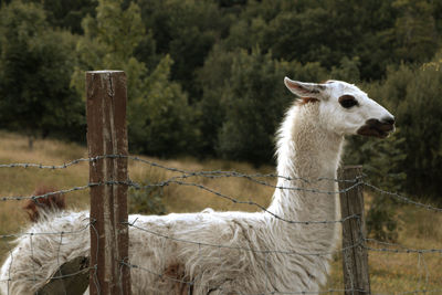 View of an animal on wooden fence