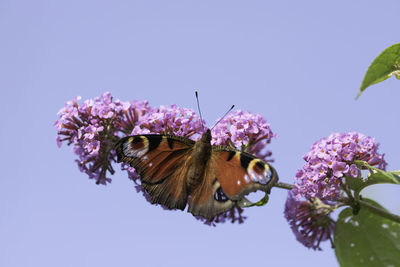 Close-up of butterfly pollinating on pink flower