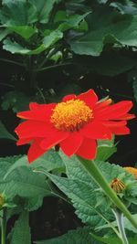 Close-up of red flower
