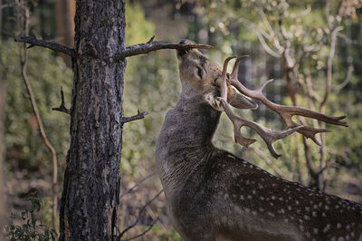 Peaceful young wild fallow deer with spots grazing in forest on blurred background of green plants and woods