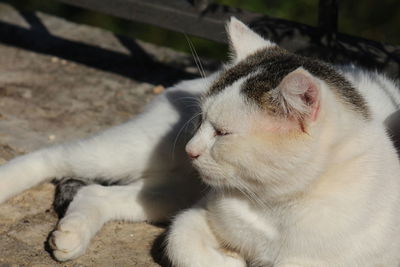 Close-up of a cat