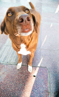 High angle portrait of dog standing on street