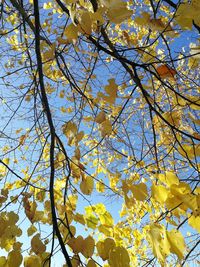 Low angle view of yellow flower tree