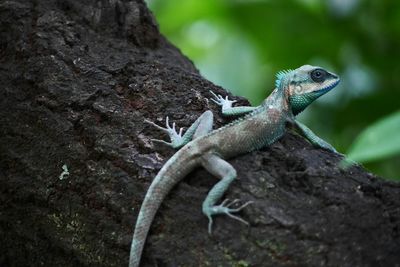 High angle view of calotes mystaceus on tree trunk