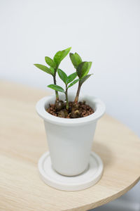 Close-up of potted plant on table