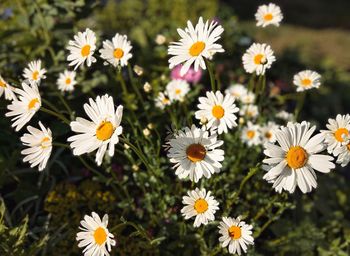 Close-up of white daisy flowers