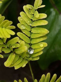 Close-up of green flower