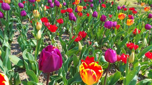 Close-up of red tulips blooming in field