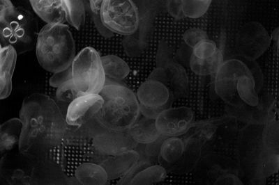 Close-up of jellyfish swimming in aquarium