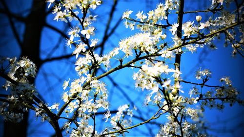 Low angle view of cherry blossoms against blue sky