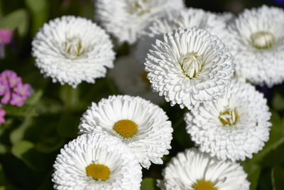 Close-up of white daisy flowers