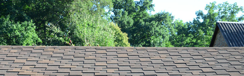 Low angle view of trees and plants against building