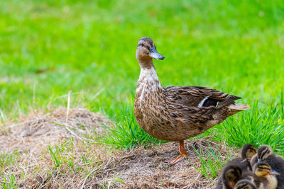 Close-up of duck on grassy field