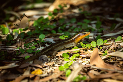 Lizard on a field