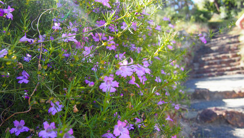 View of flowers in bloom