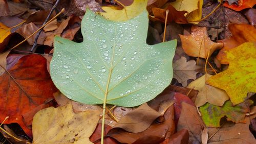 Close-up of raindrops on maple leaves