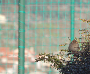 Bird perching on a tree