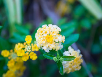 Close-up of yellow flowering plant