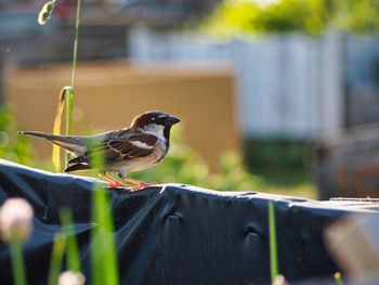 Close-up of bird perching on metal railing