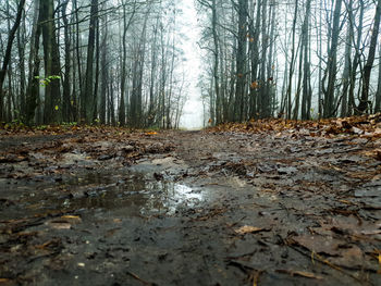 Surface level of water flowing in forest