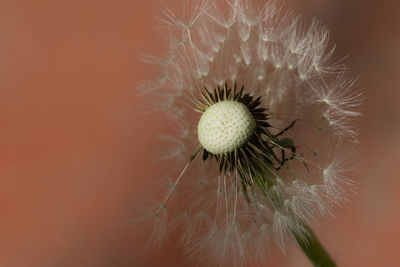 Close-up of dandelion against orange wall