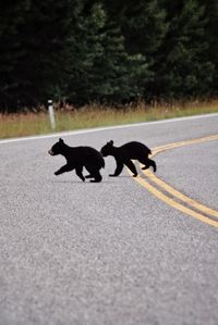 Black dog lying down on road