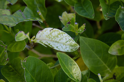 Close-up of insect on leaf