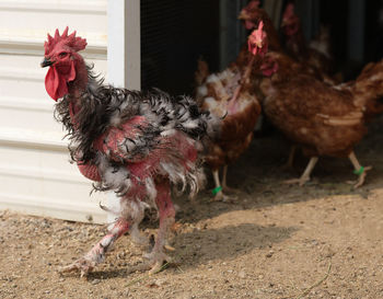 Molting rooster and chickens