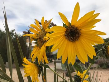 Close-up of sunflower blooming against sky