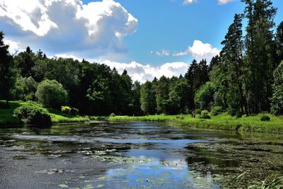 Scenic view of forest against sky