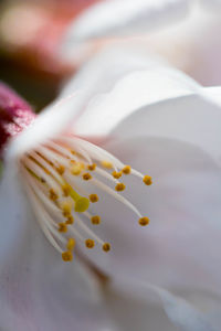 Close-up of dessert