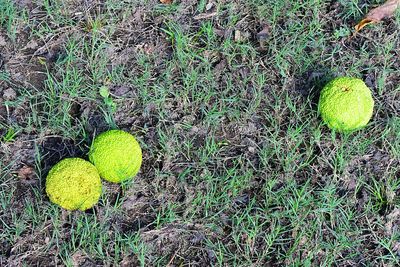 High angle view of green ball on field