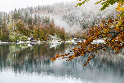 Reflection of tree in lake