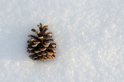 Directly above shot of pine cone during winter
