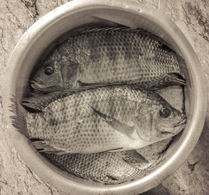 Close-up of fish