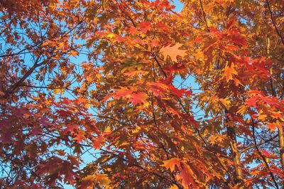 Low angle view of tree against sky