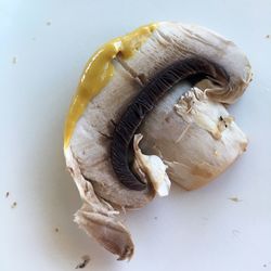 Close-up of mushrooms against white background