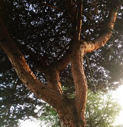 Low angle view of trees