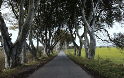 Empty road amidst trees