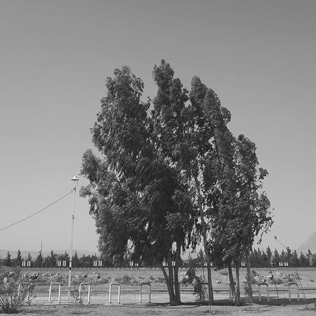 clear sky, tree, railing, transportation, copy space, connection, fence, bridge - man made structure, bare tree, nature, road, sky, tranquility, outdoors, branch, built structure, day, growth, street light, tranquil scene