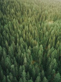 High angle view of pine tree in forest